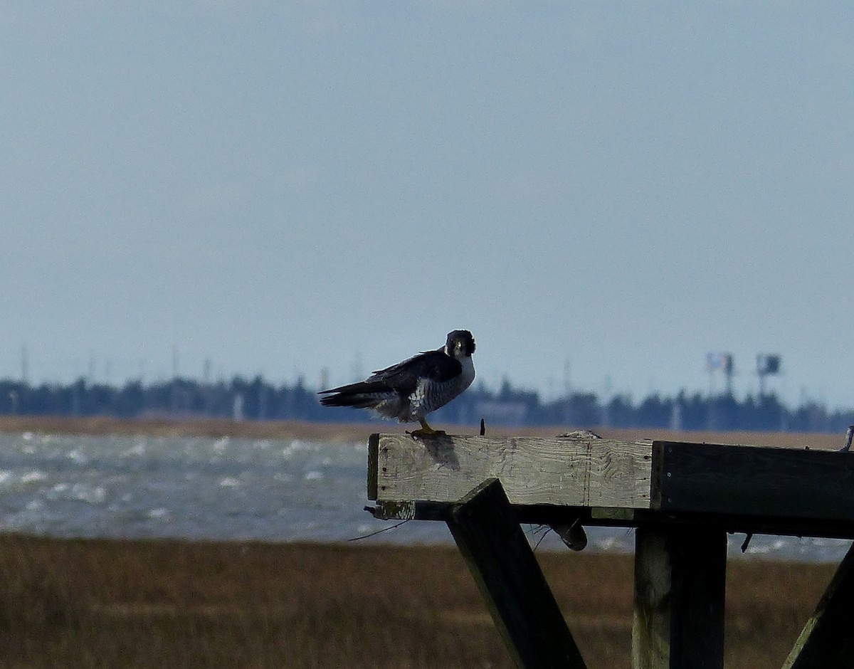 Peregrine Falcon - ML644476937