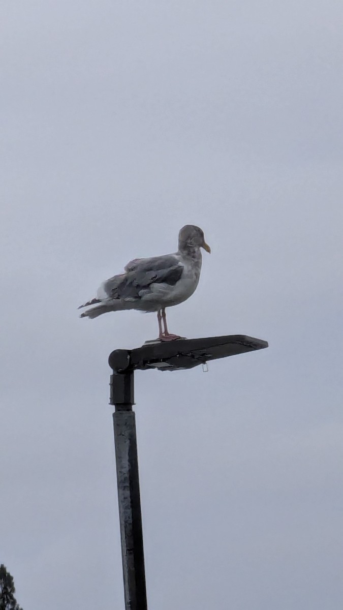 Серокрылая чайка - ML644476939