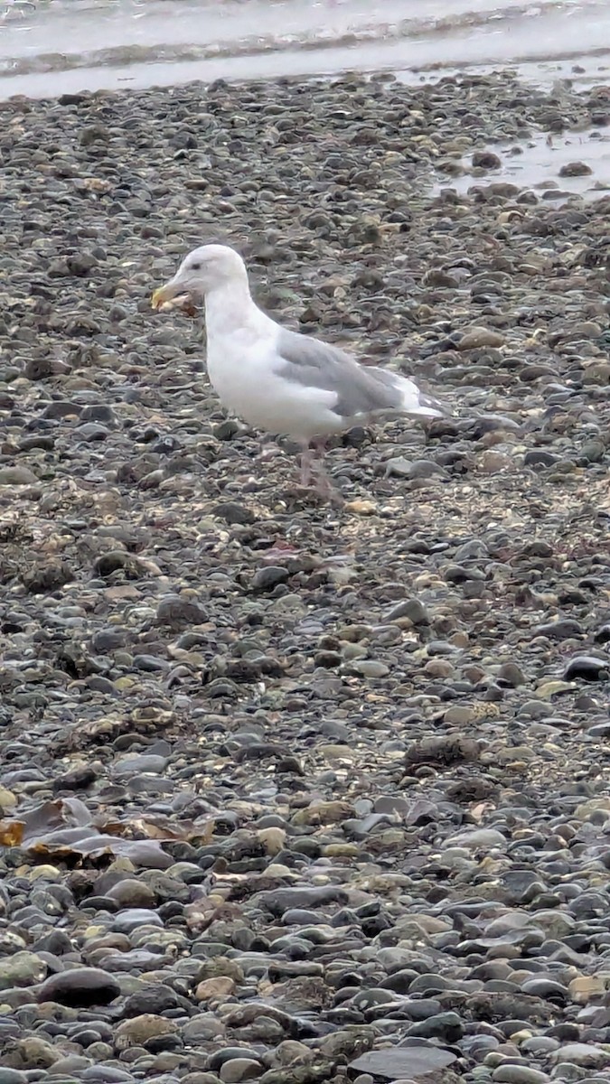 Серокрылая чайка - ML644476940