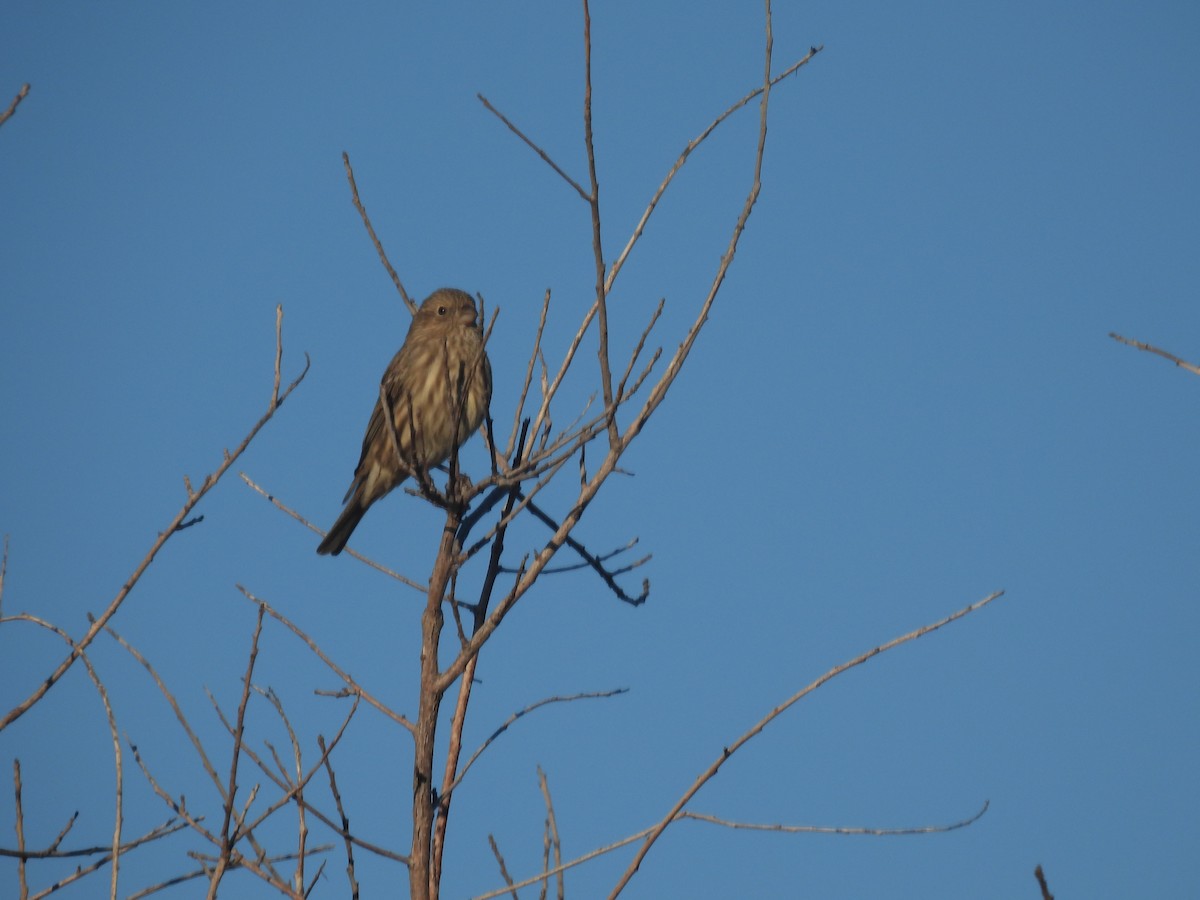 House Finch - ML644476941