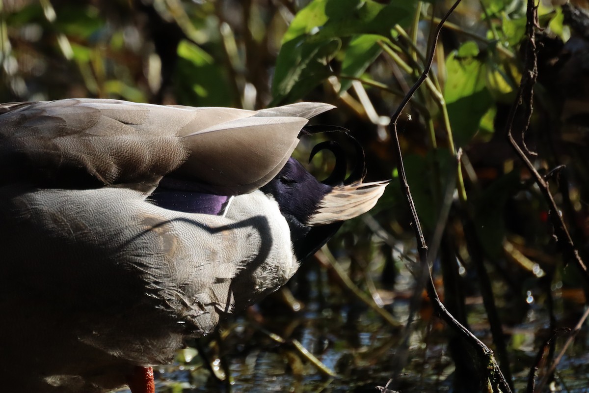 Gadwall - ML644476942