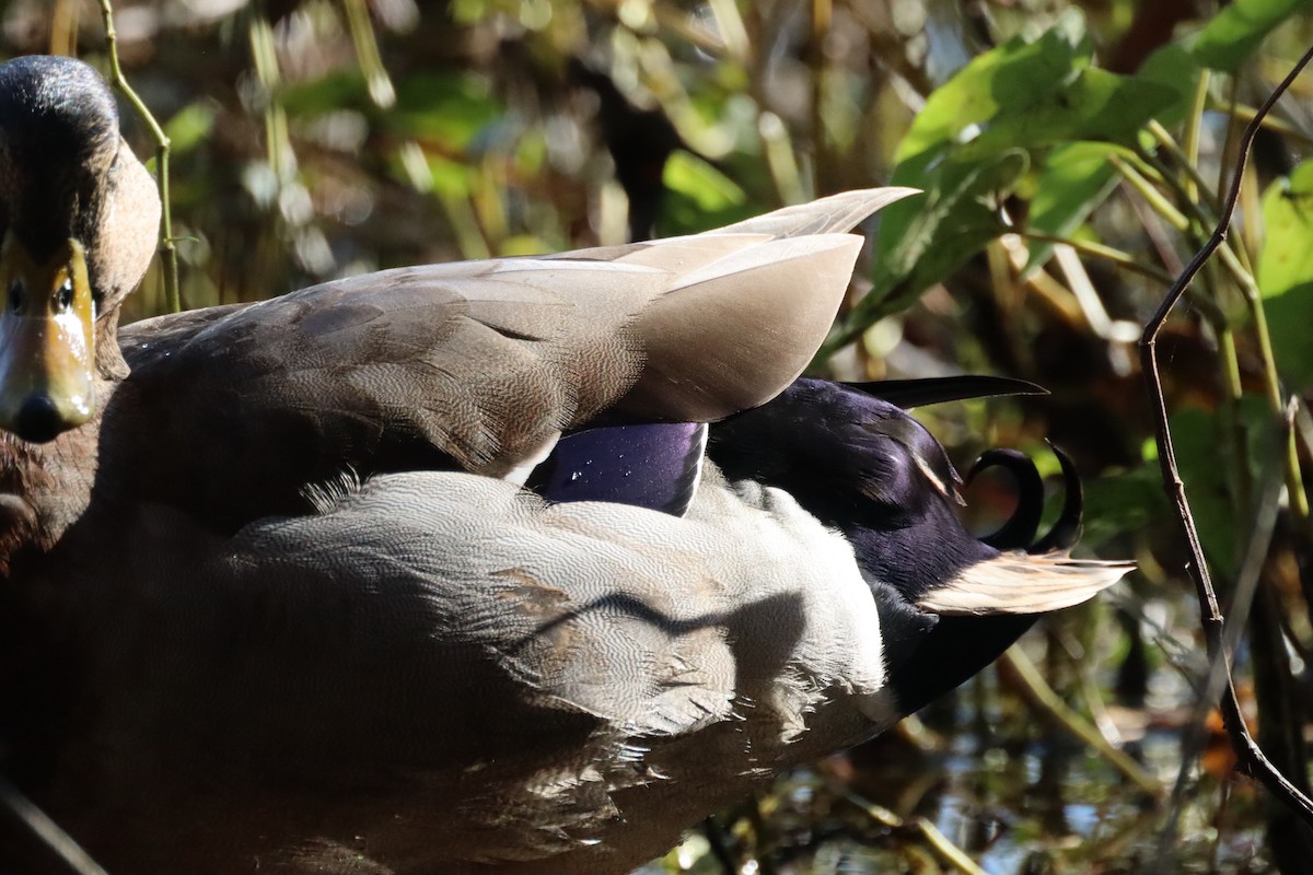 Gadwall - ML644476943