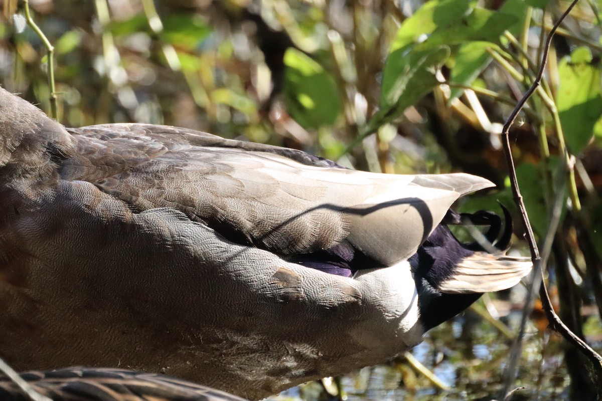 Gadwall - ML644476944