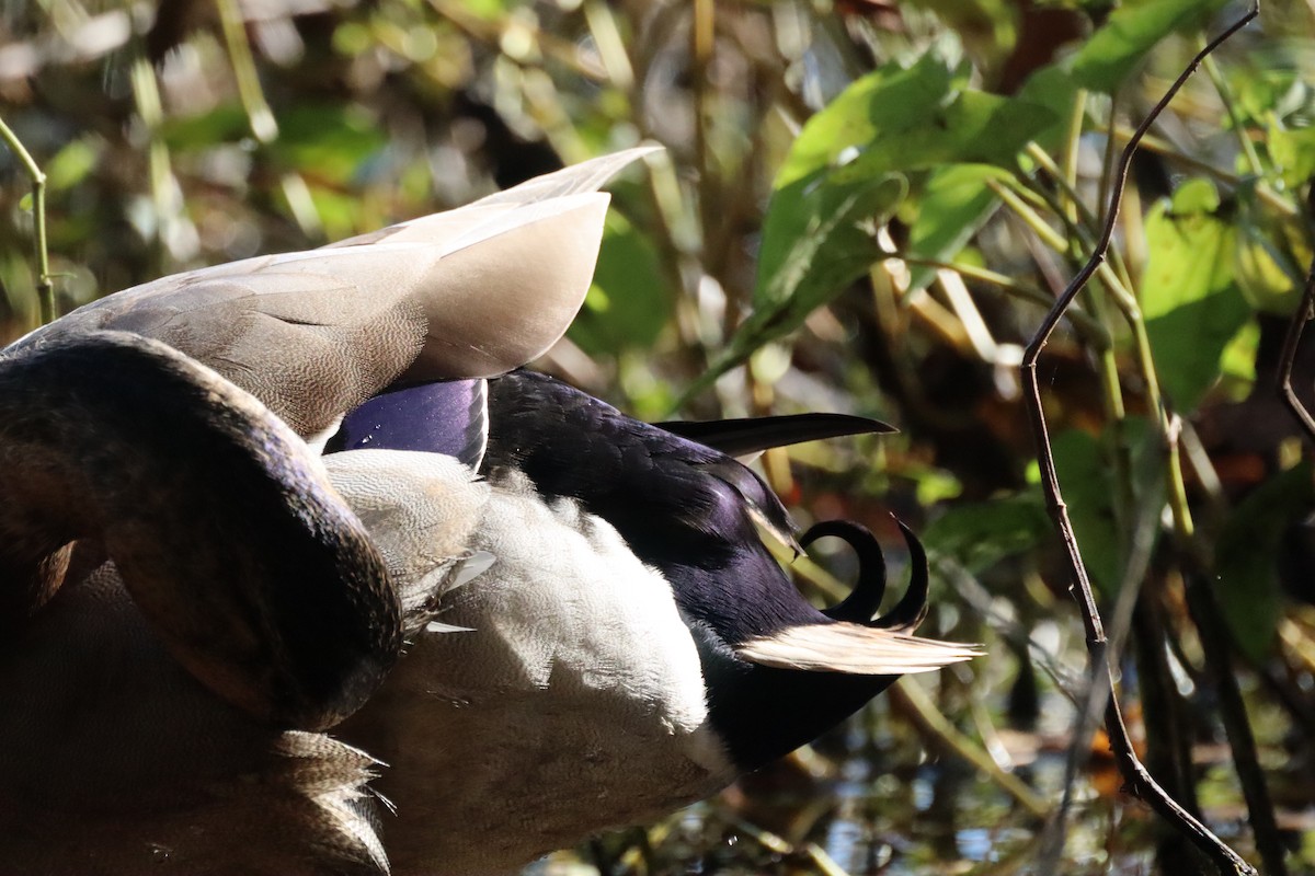 Gadwall - ML644476945