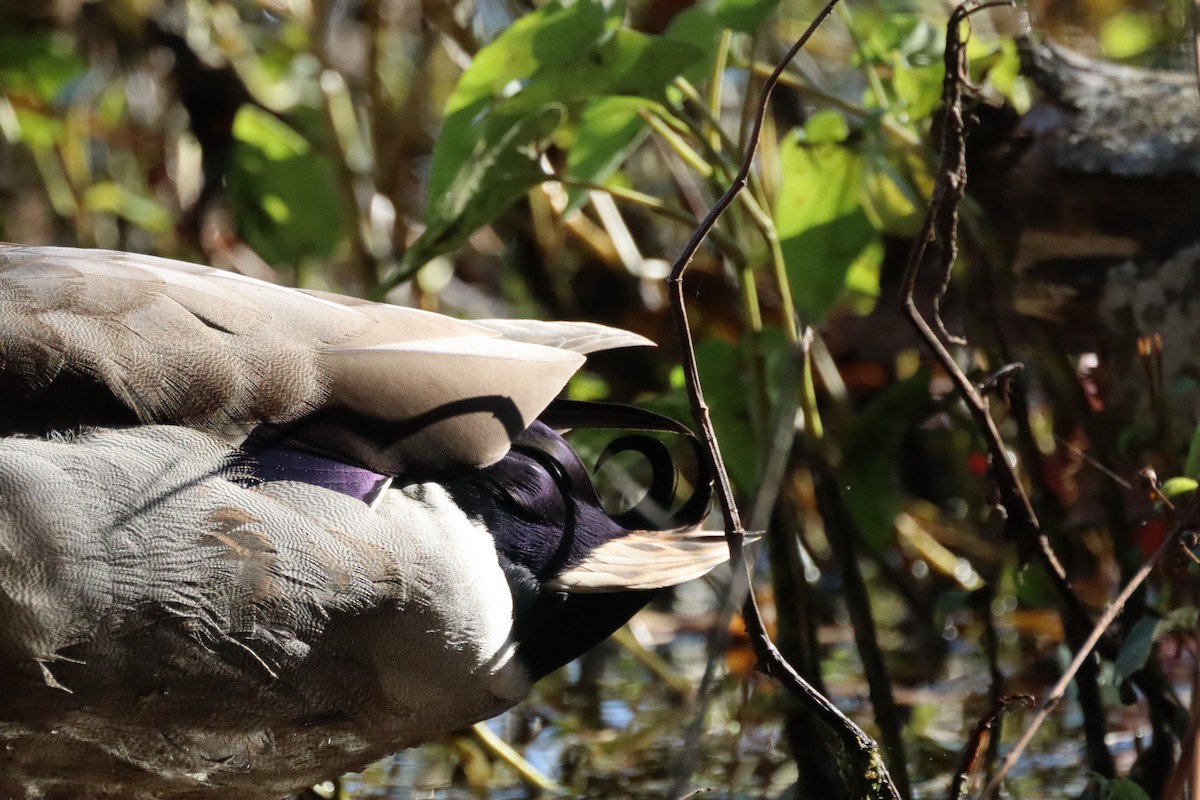 Gadwall - ML644476946