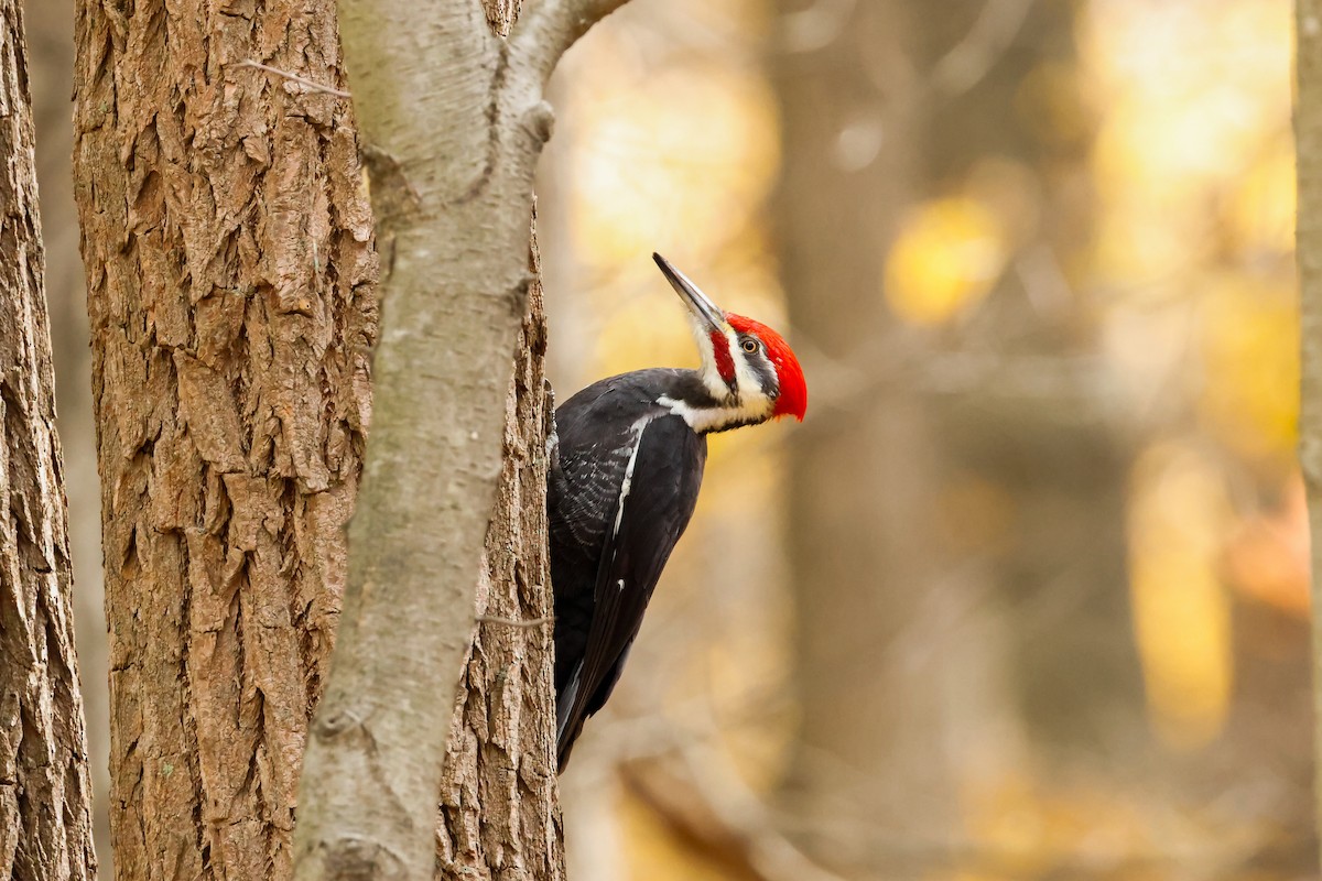 Pileated Woodpecker - ML644476947