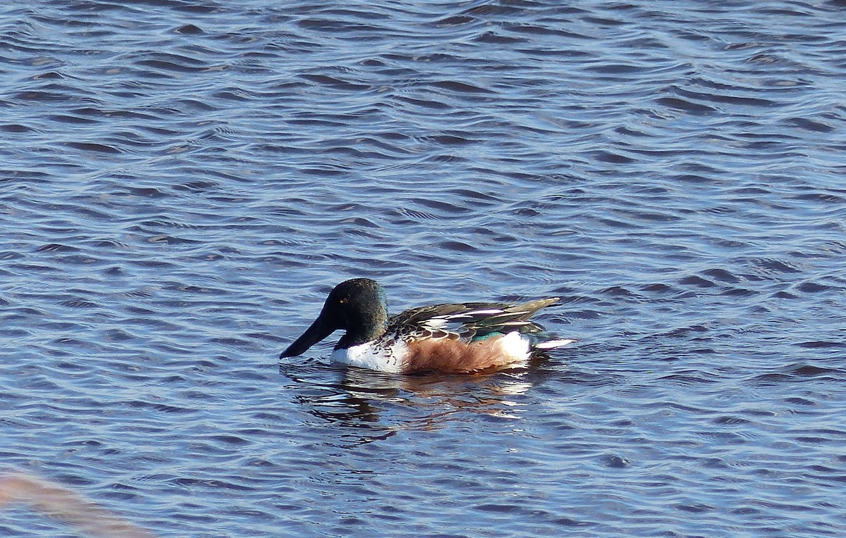 Northern Shoveler - ML644476948