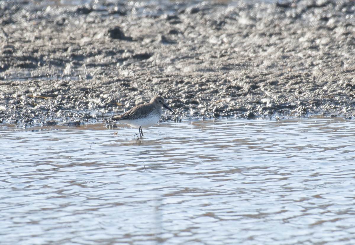 Чернозобик - ML644476949