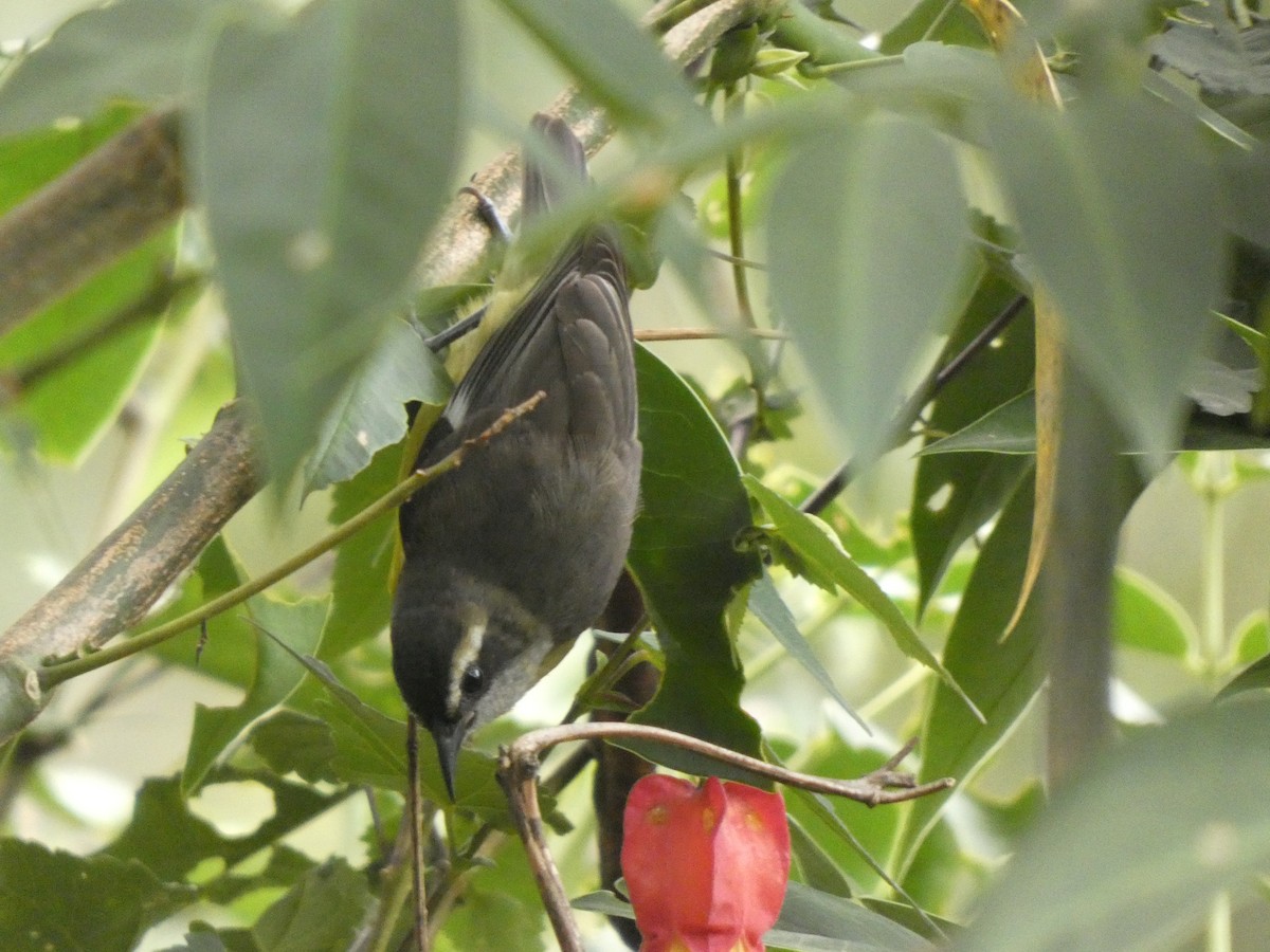 Bananaquit - ML644476951