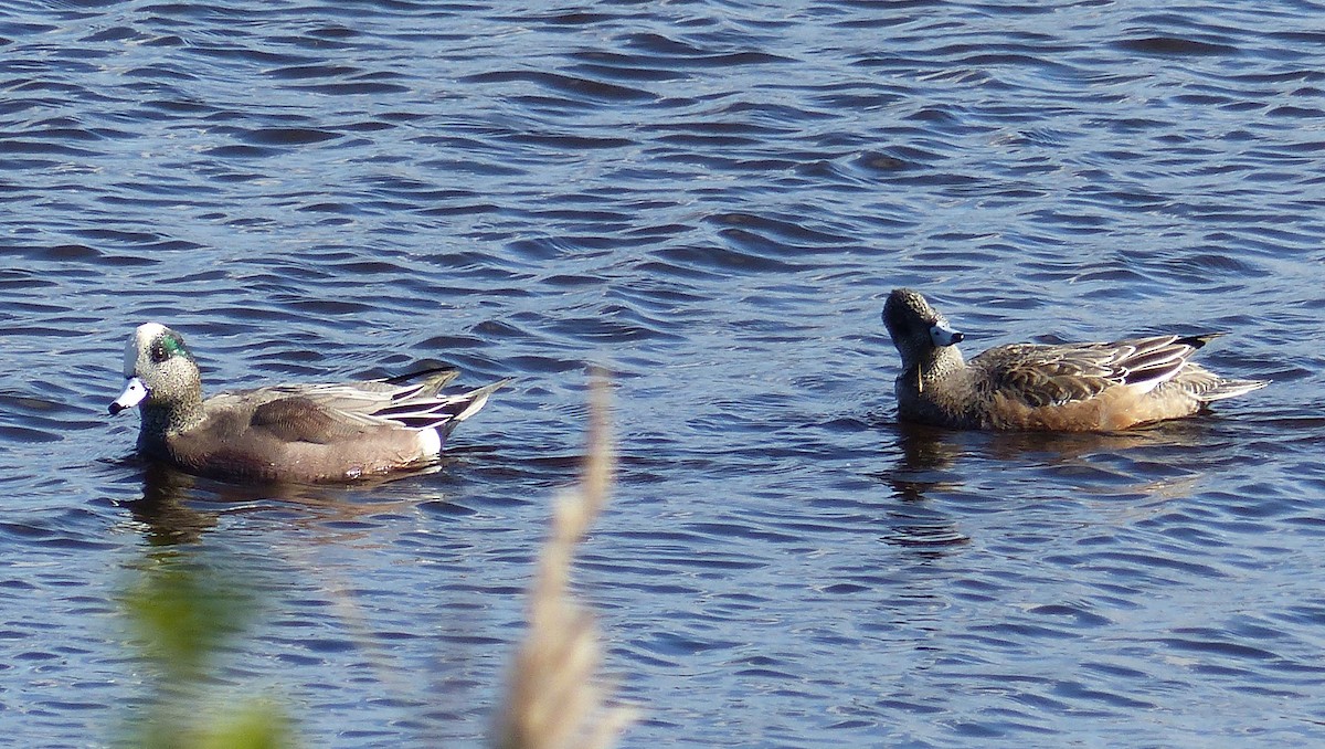 アメリカヒドリ - ML644476960