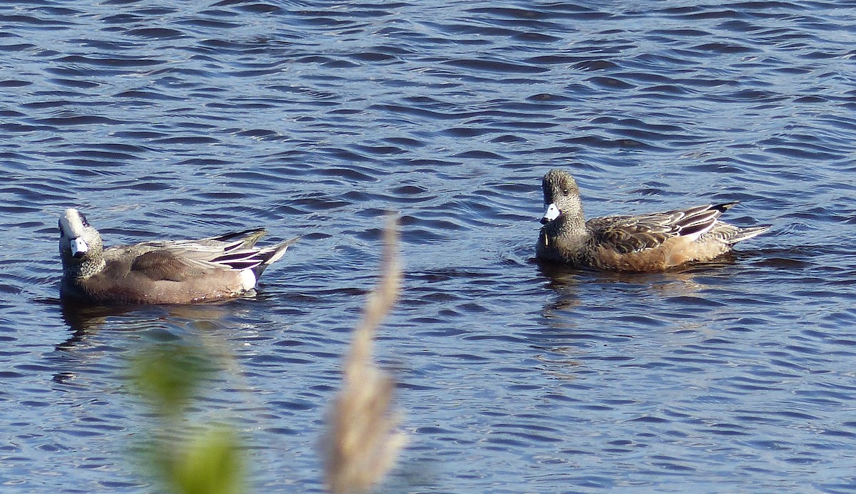 アメリカヒドリ - ML644476961