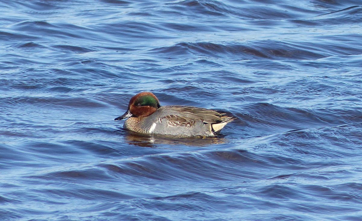 コガモ - ML644476967