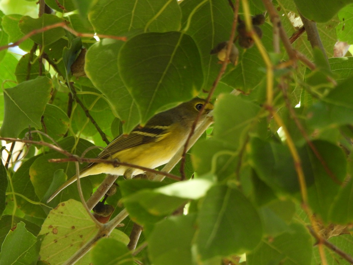 Белоглазый виреон - ML644476969