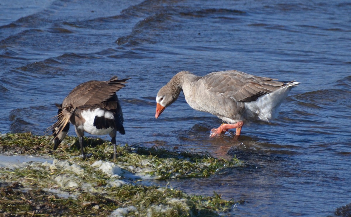 Oca domestica - ML644476973