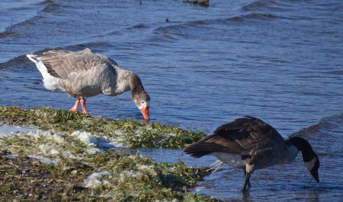 Oca domestica - ML644476974