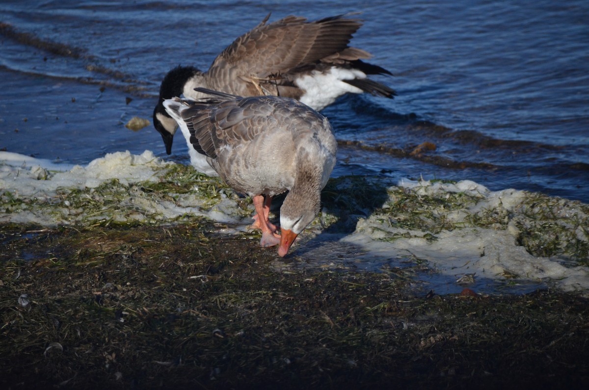 Oca domestica - ML644476975