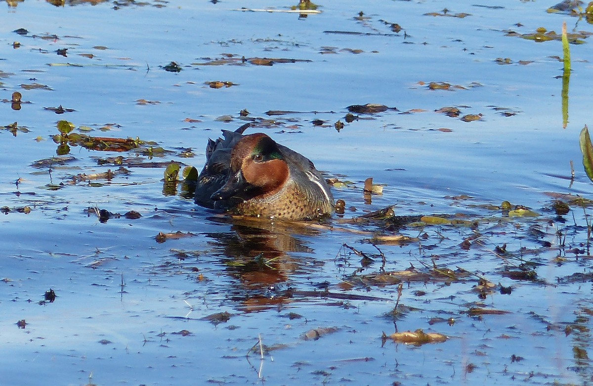 コガモ - ML644476980