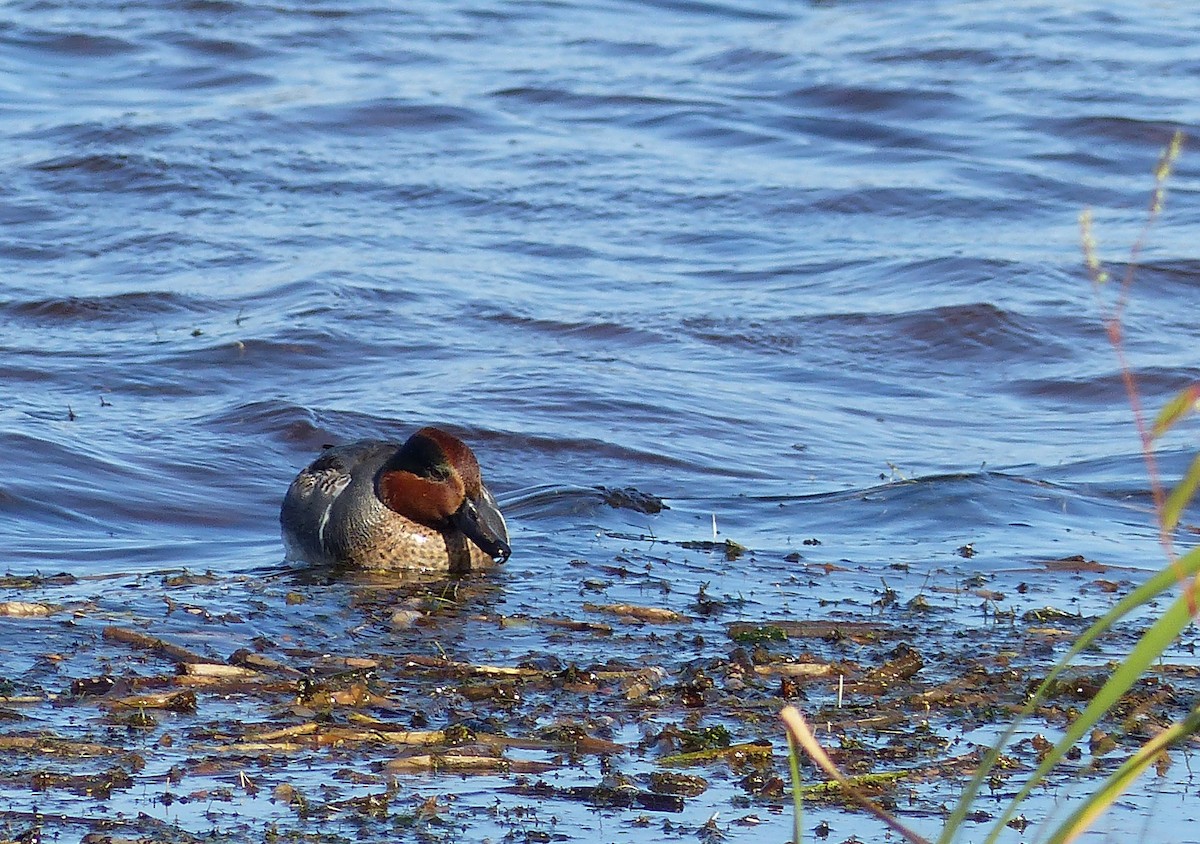 コガモ - ML644476981