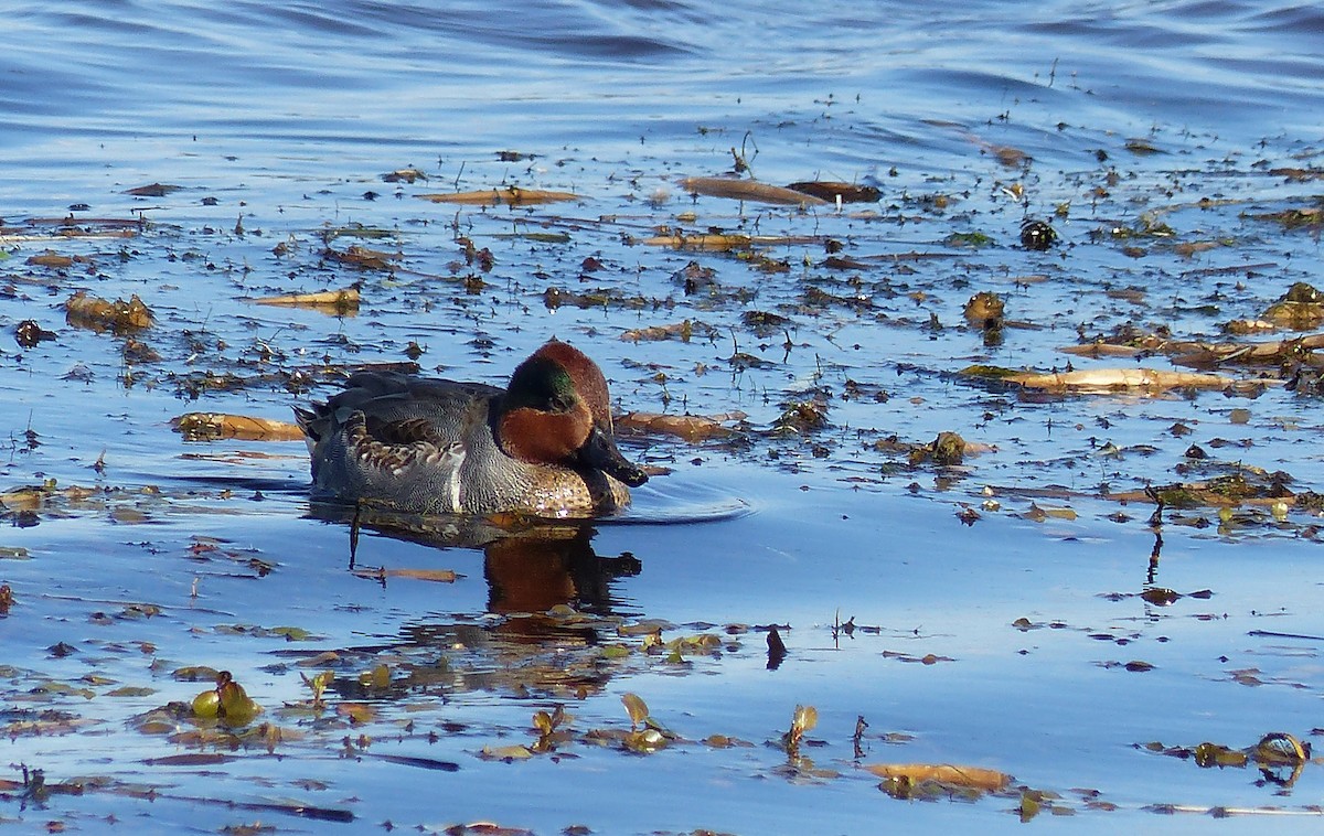 コガモ - ML644476982