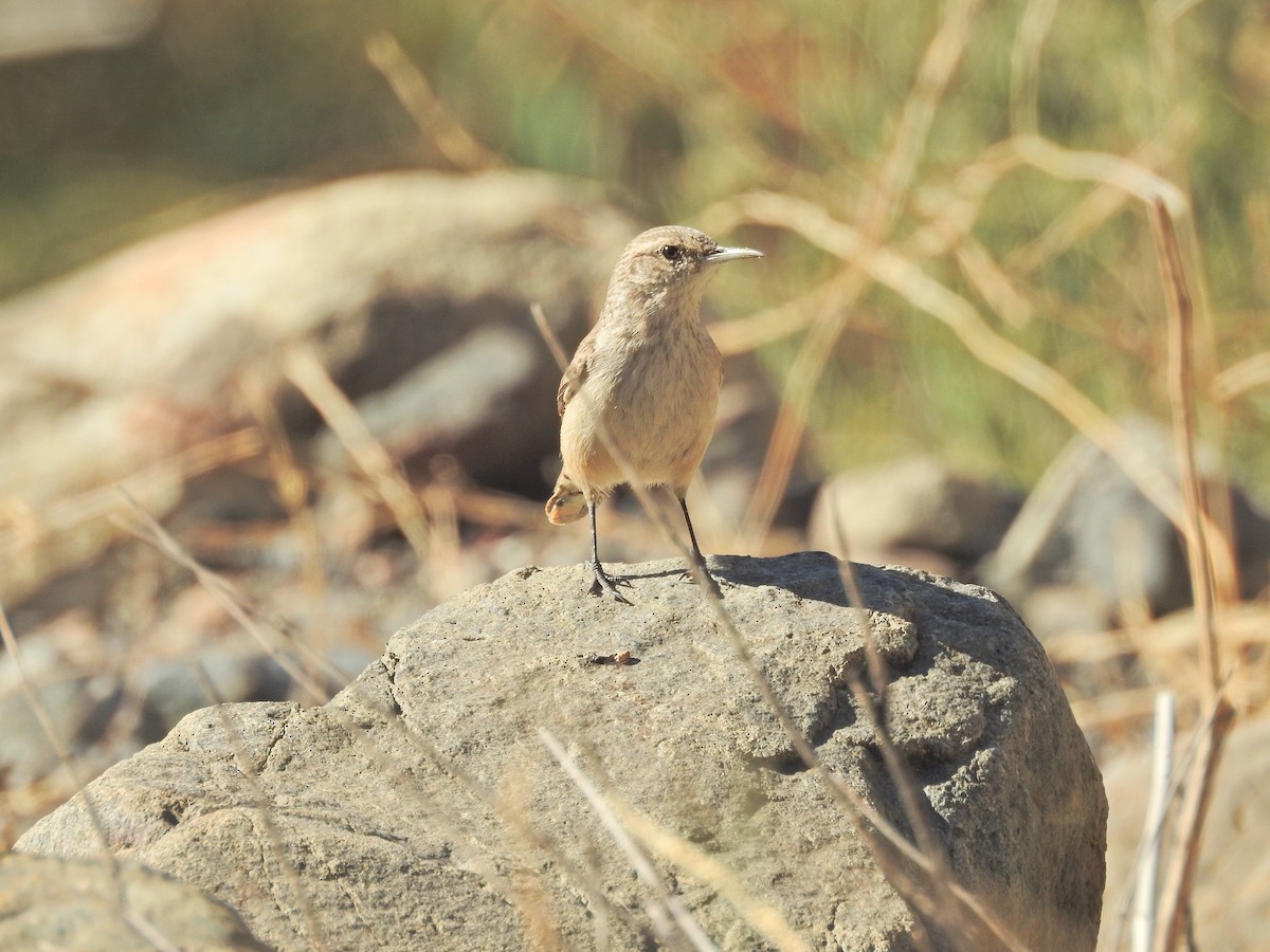 steinursmett - ML644476987