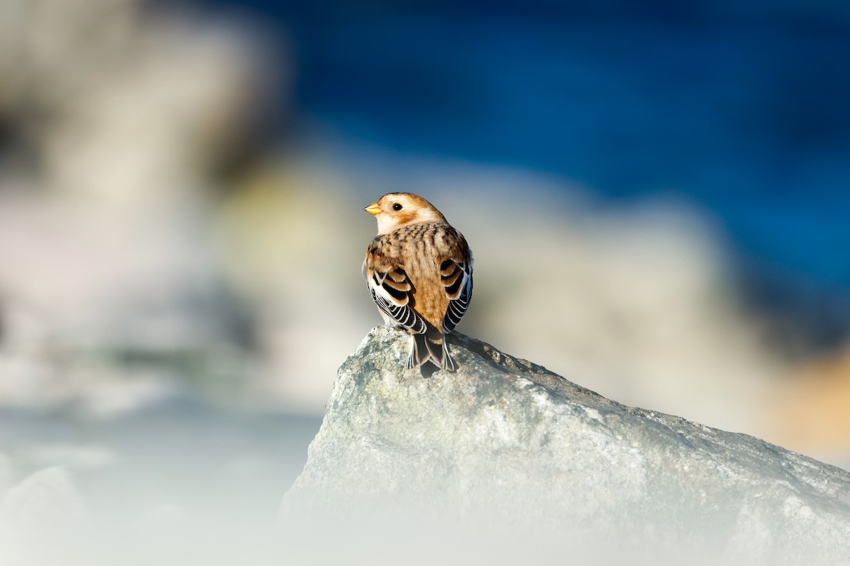 Plectrophane des neiges - ML644476991