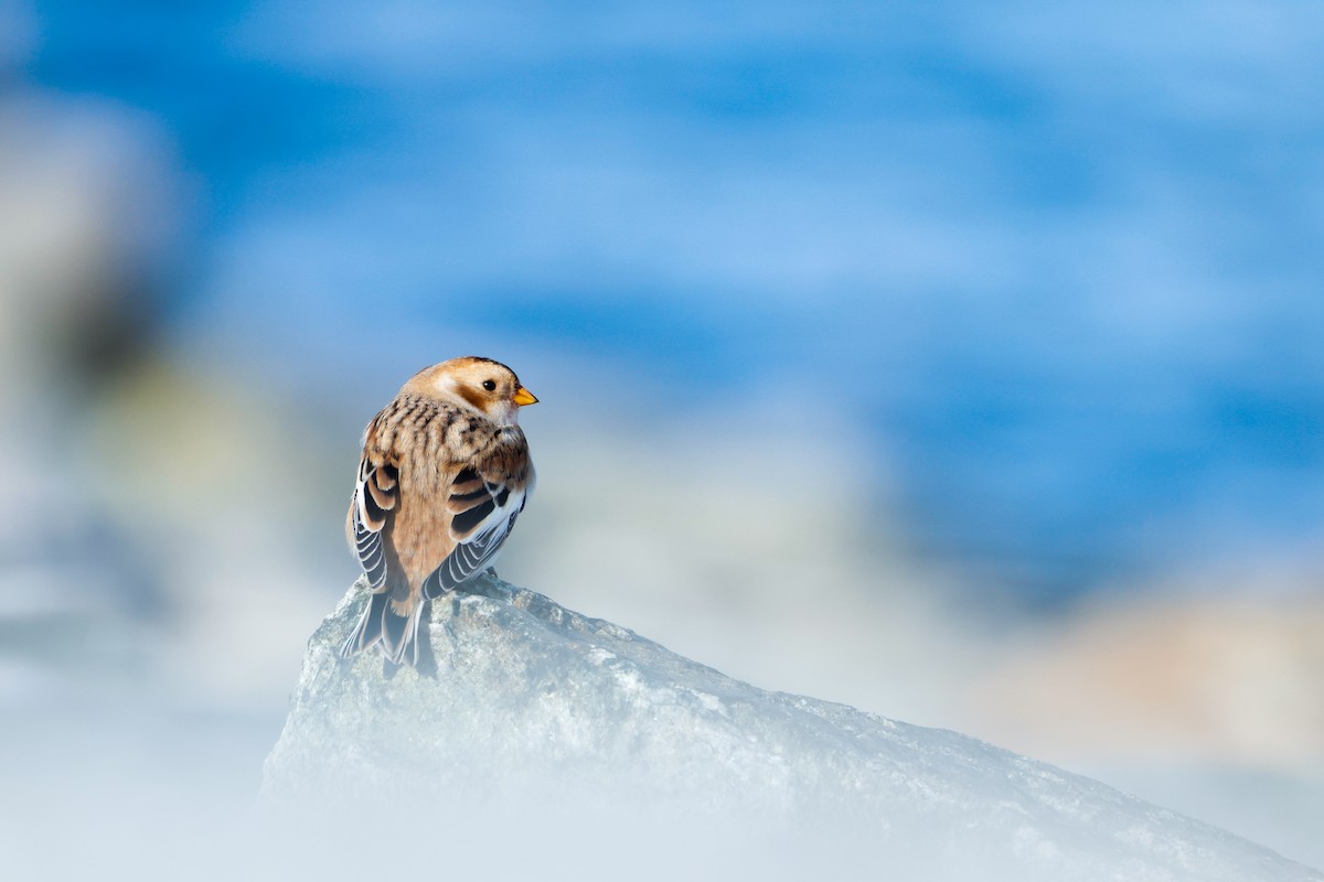 Plectrophane des neiges - ML644476992