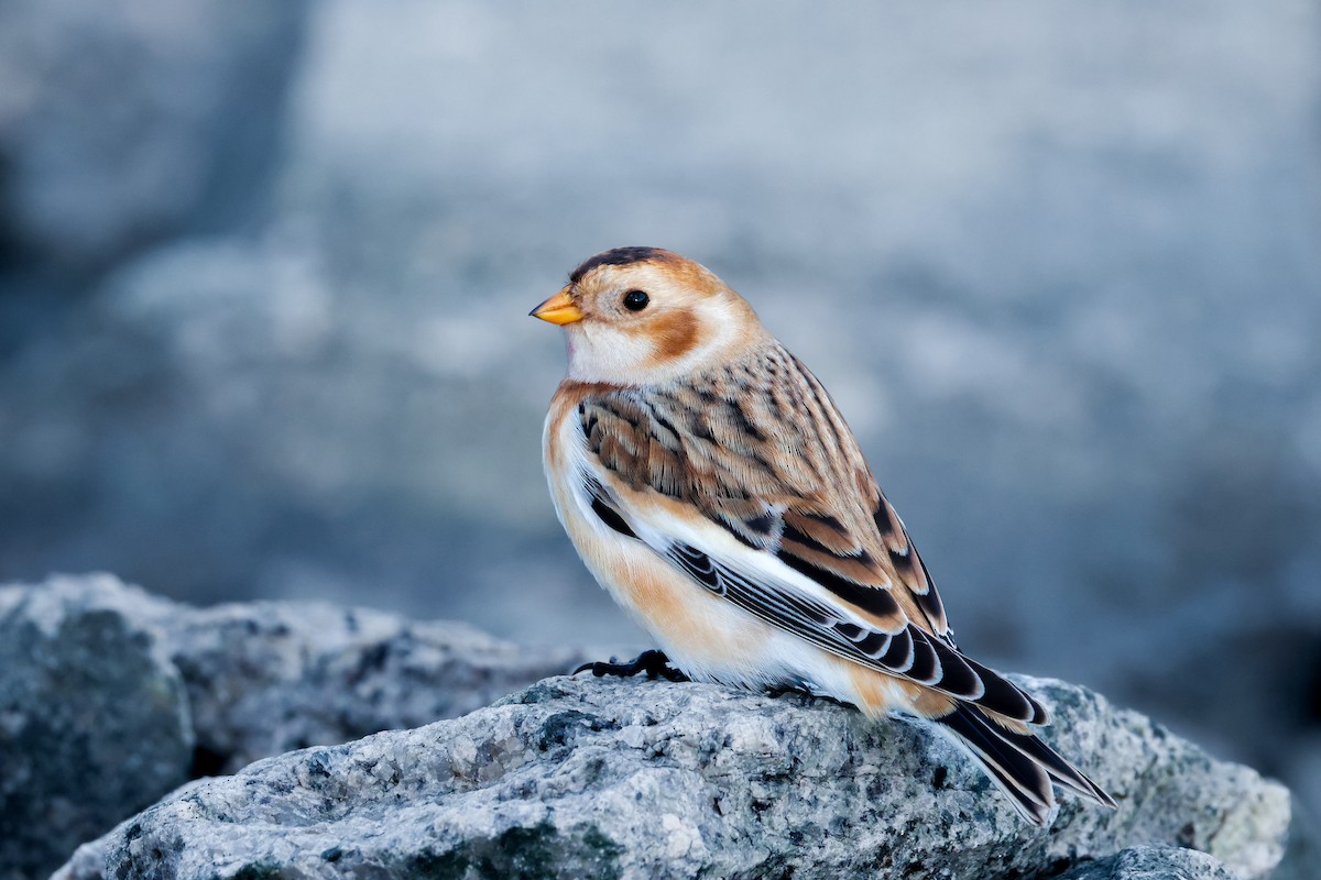 Plectrophane des neiges - ML644476993