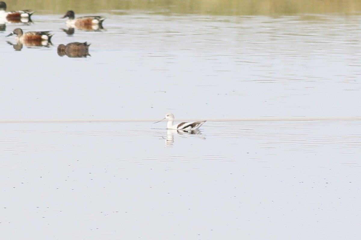 American Avocet - ML644476995