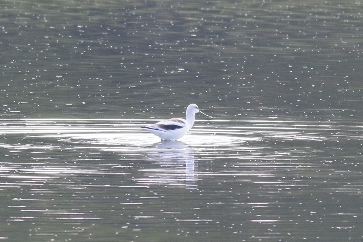 American Avocet - ML644476996