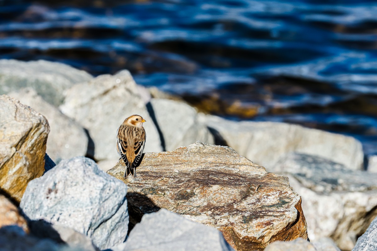 Plectrophane des neiges - ML644476997