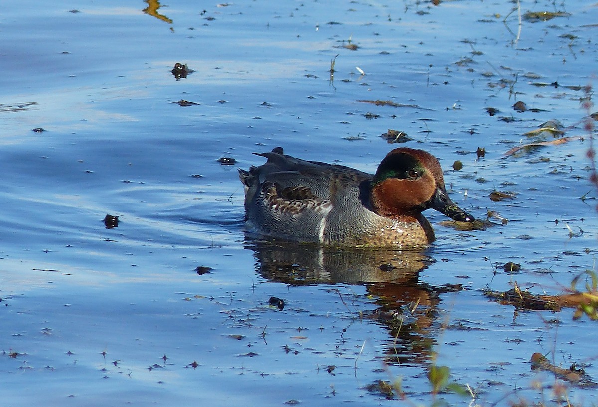 コガモ - ML644477000