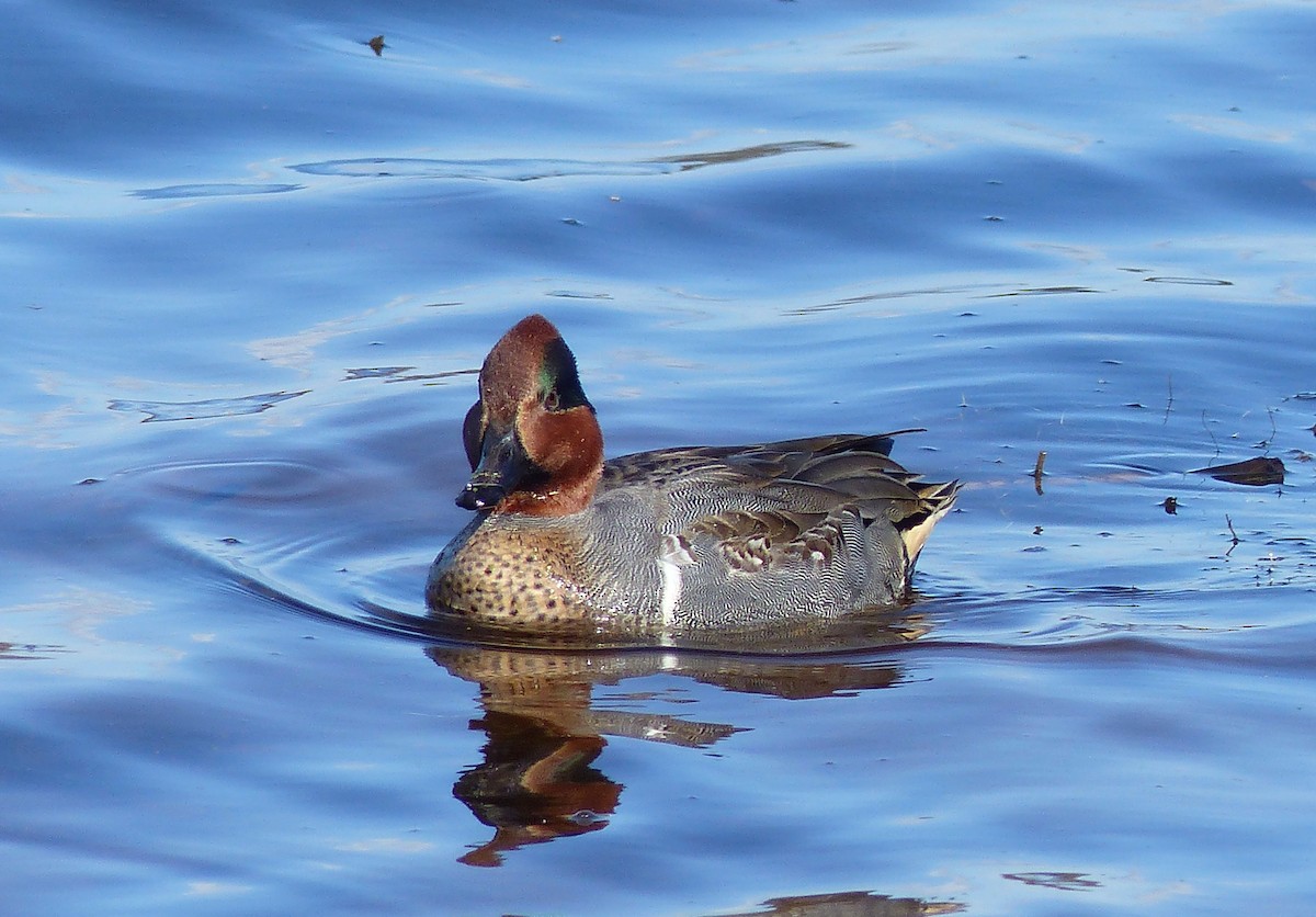 コガモ - ML644477001