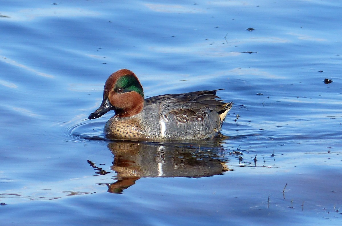 コガモ - ML644477002