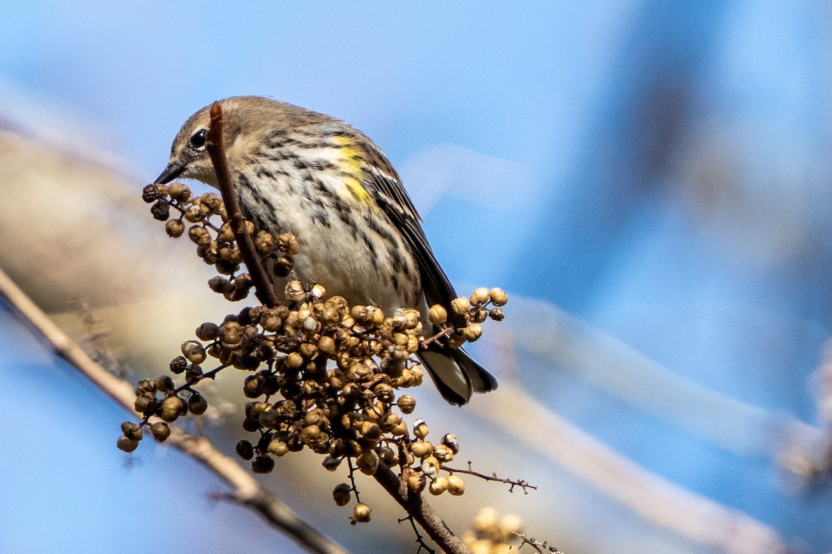 myrteparula - ML644477003