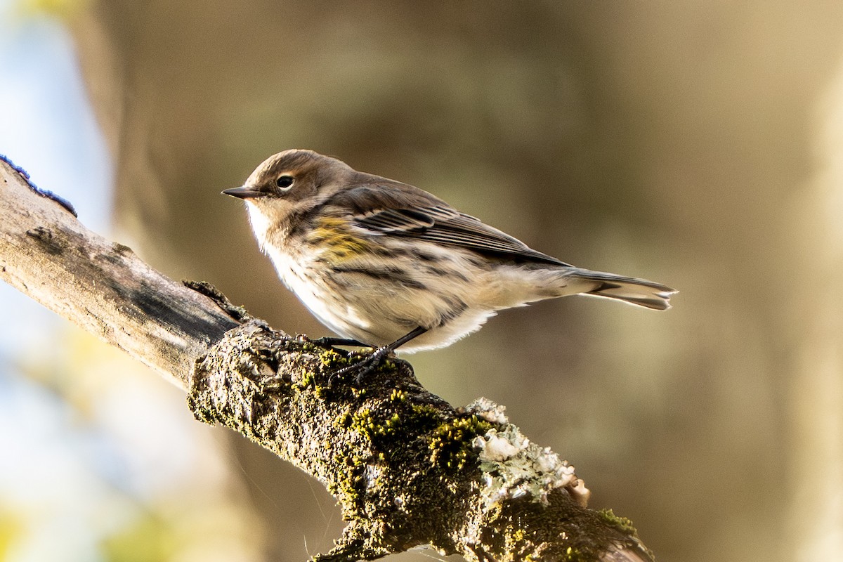 myrteparula - ML644477004