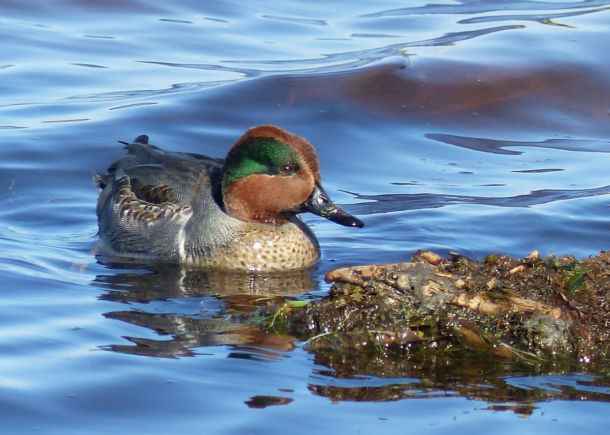 コガモ - ML644477005