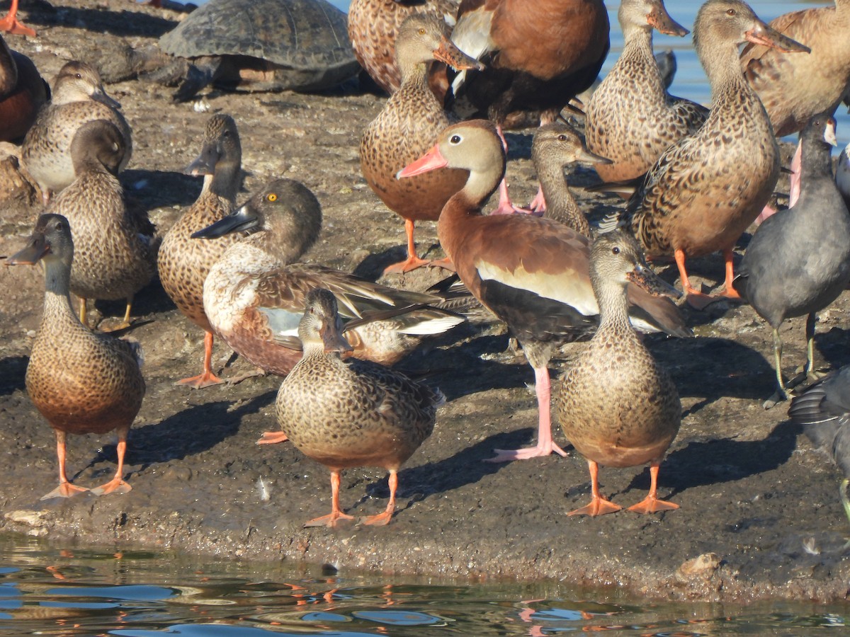 Dendrocygne à ventre noir - ML644477006