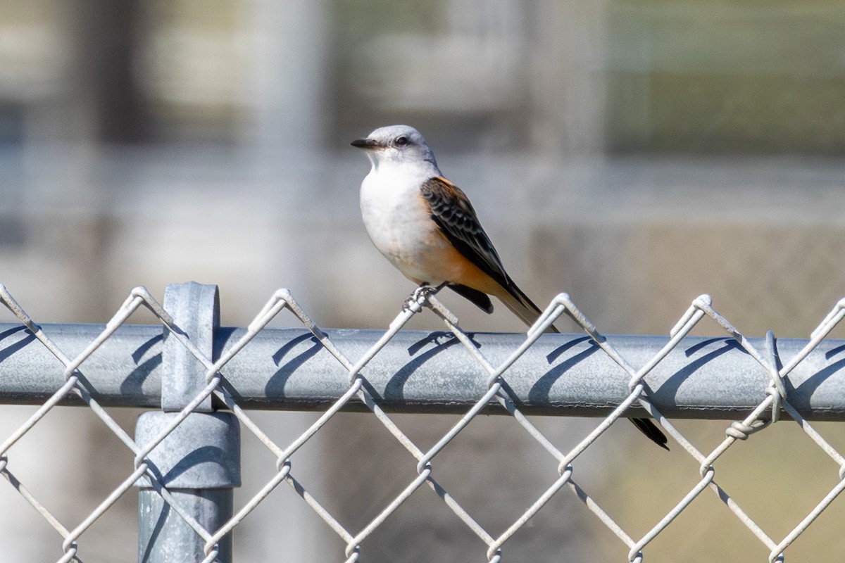 Tyran à longue queue - ML644477007
