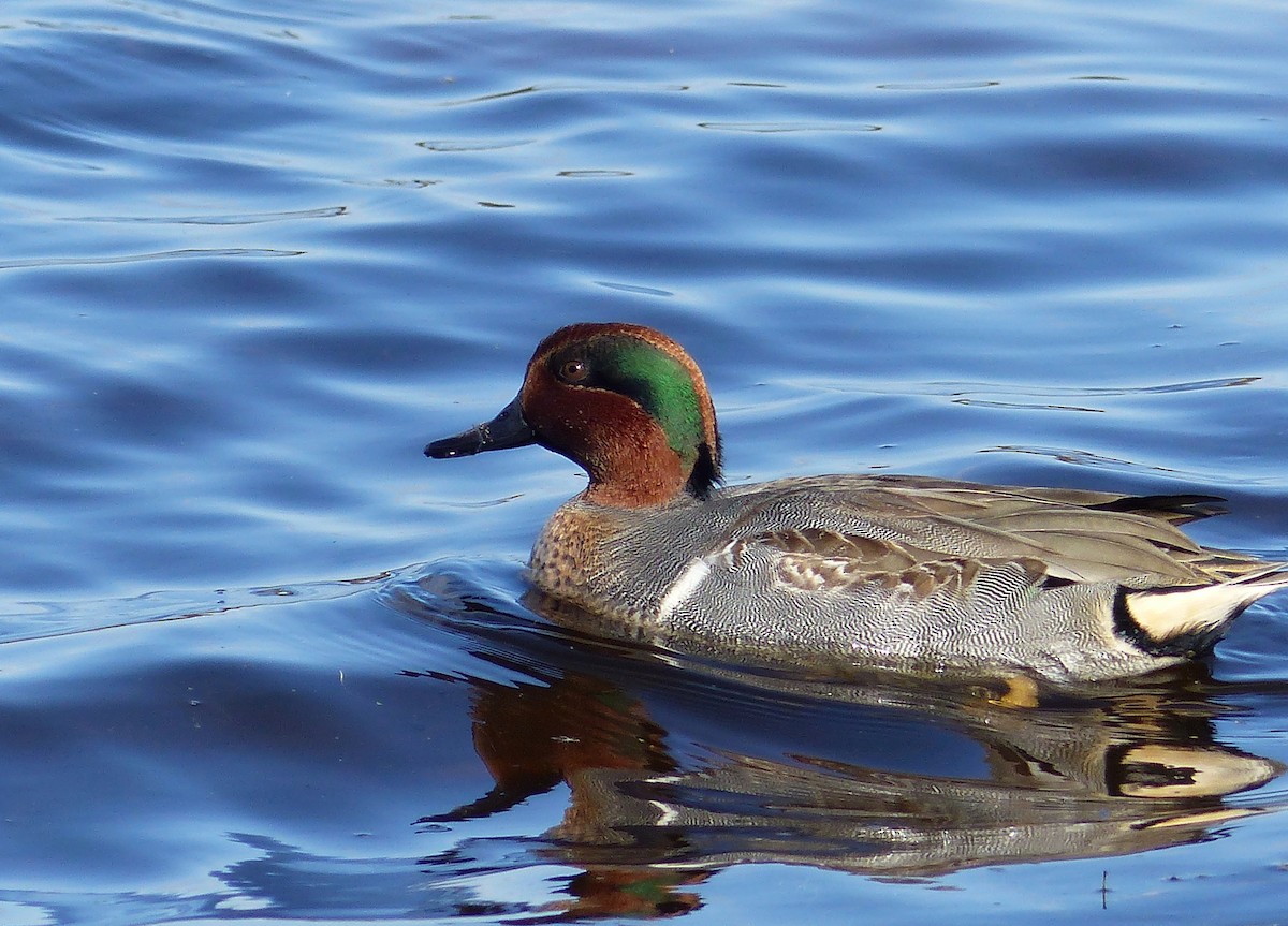 Sarcelle d'hiver - ML644477008