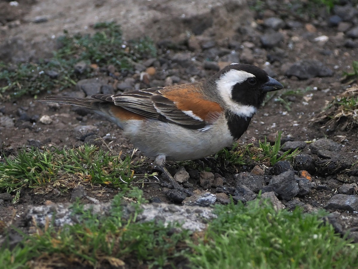 Moineau mélanure - ML644477009