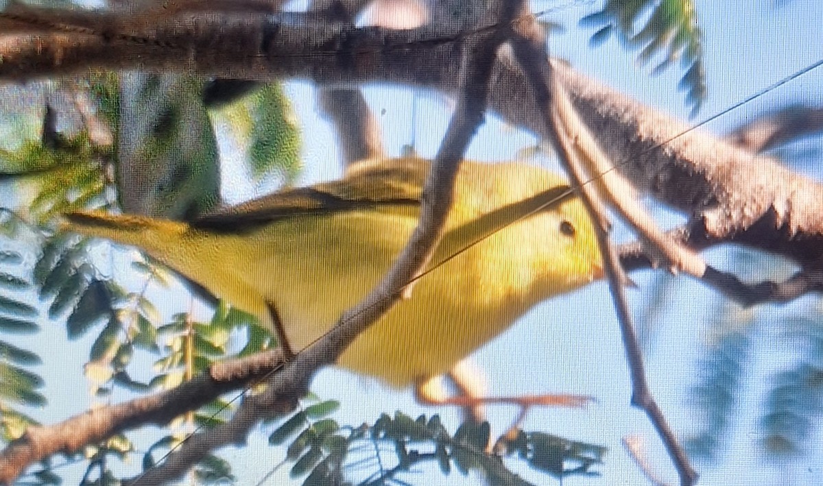 Paruline jaune - ML644477010