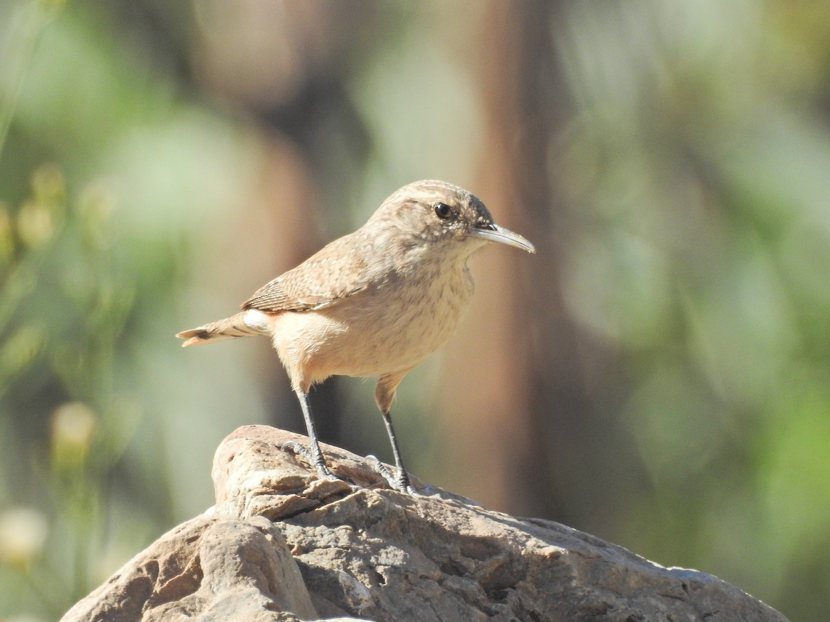Troglodyte des rochers - ML644477011