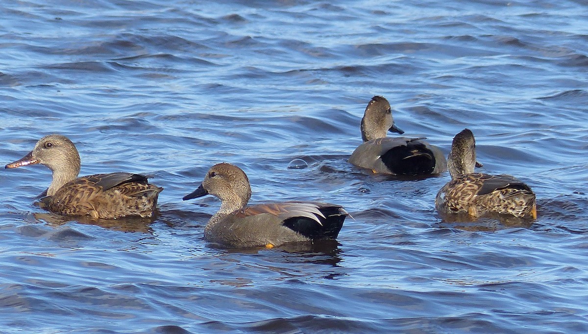 Canard chipeau - ML644477012