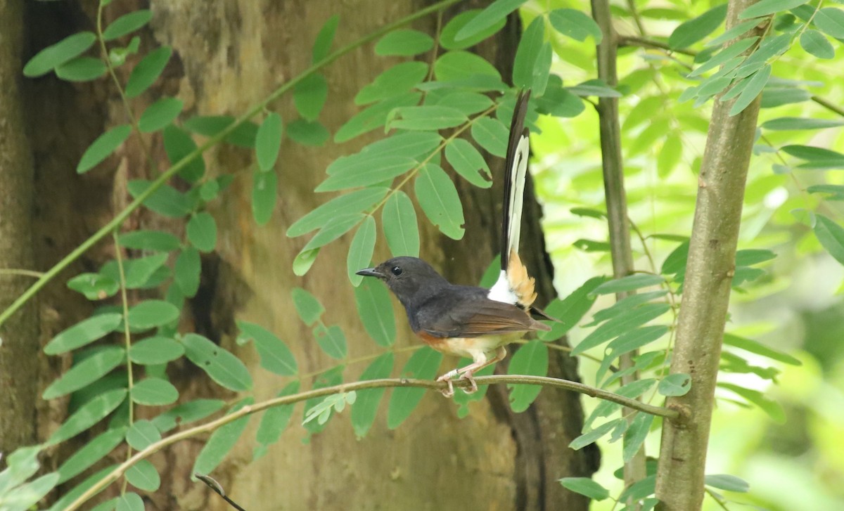 Shama à croupion blanc - ML644477016