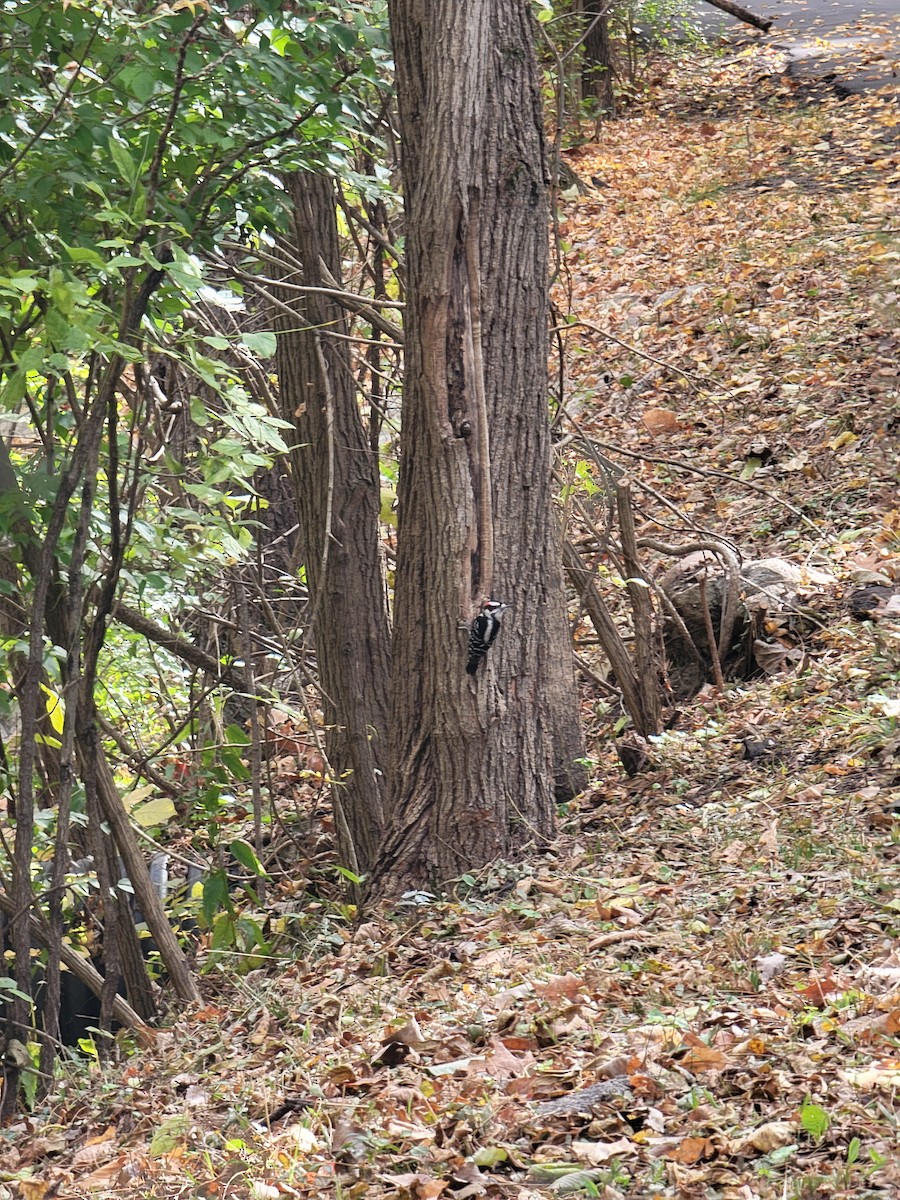 Downy Woodpecker - ML644477017