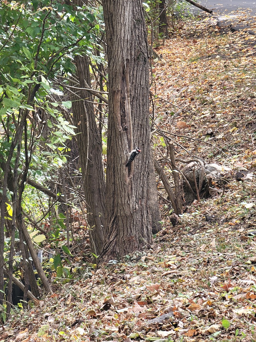 Downy Woodpecker - ML644477018