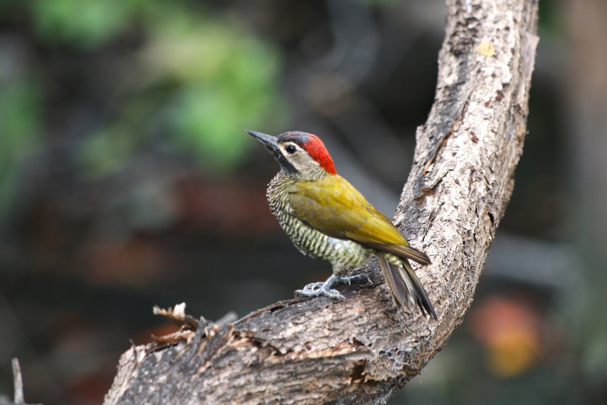 Pic or-olive - ML644477019