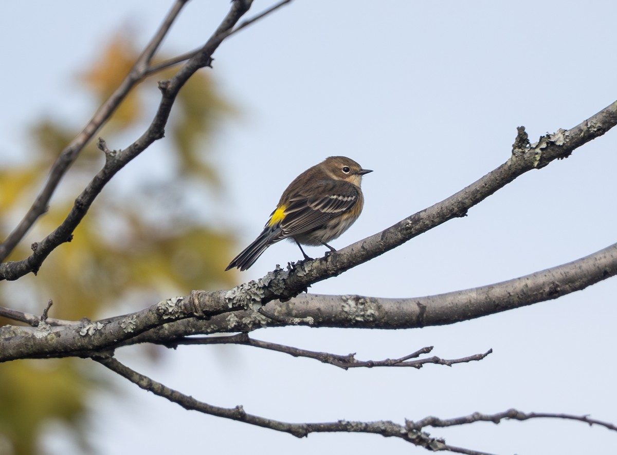 Paruline à croupion jaune - ML644477020