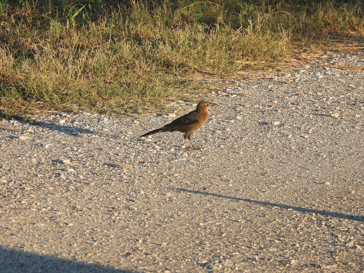 Quiscale à longue queue - ML644477024