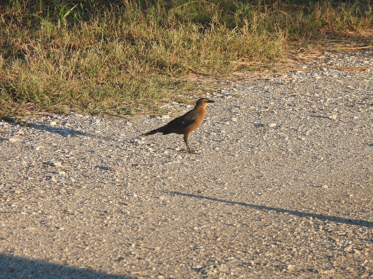Quiscale à longue queue - ML644477025